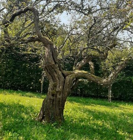 Maison Chaleureuse Et Ecologique Villa Coyriere Eksteriør billede